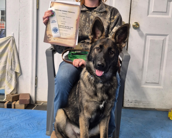 Advanced Puppy Novice, February 2026